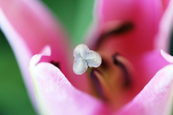 Lancez votre entreprise de micro pousses avec succès !